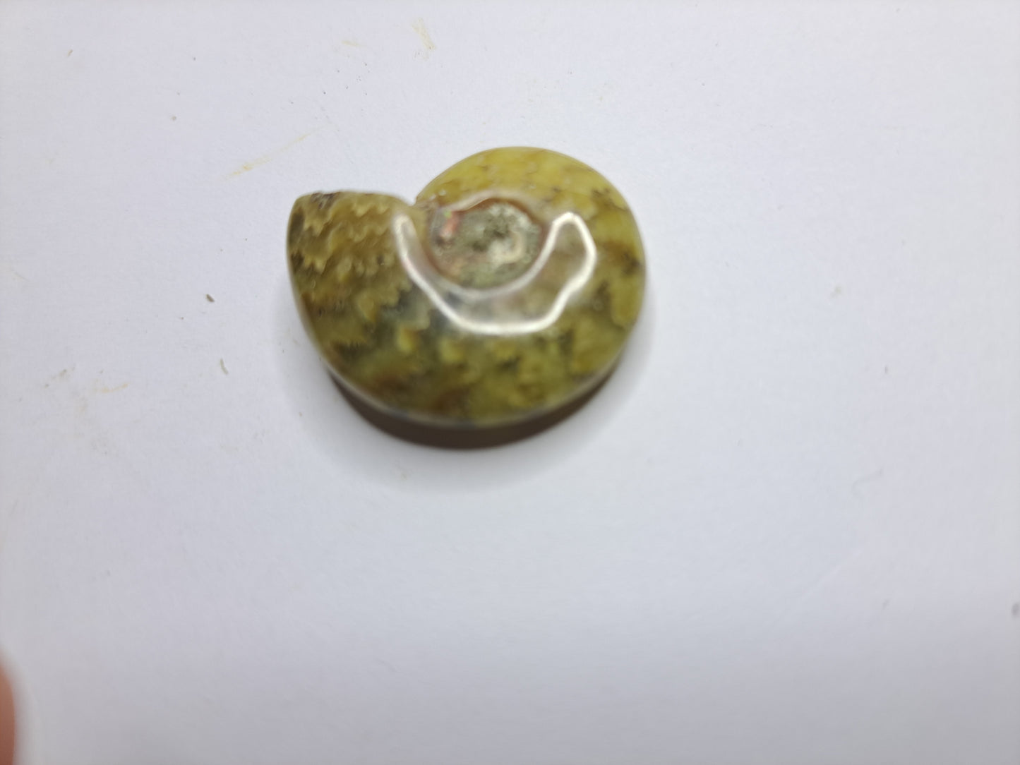 Small whole conch Ammonite