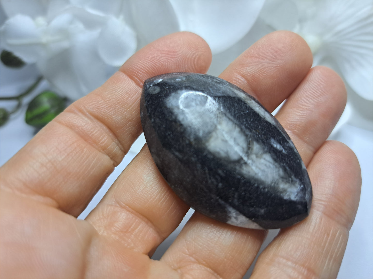 Orthoceras Fossil