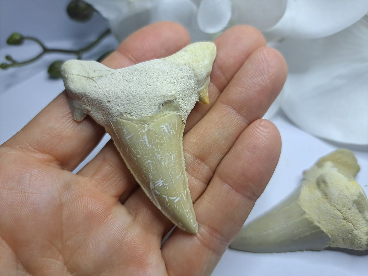 Shark tooth