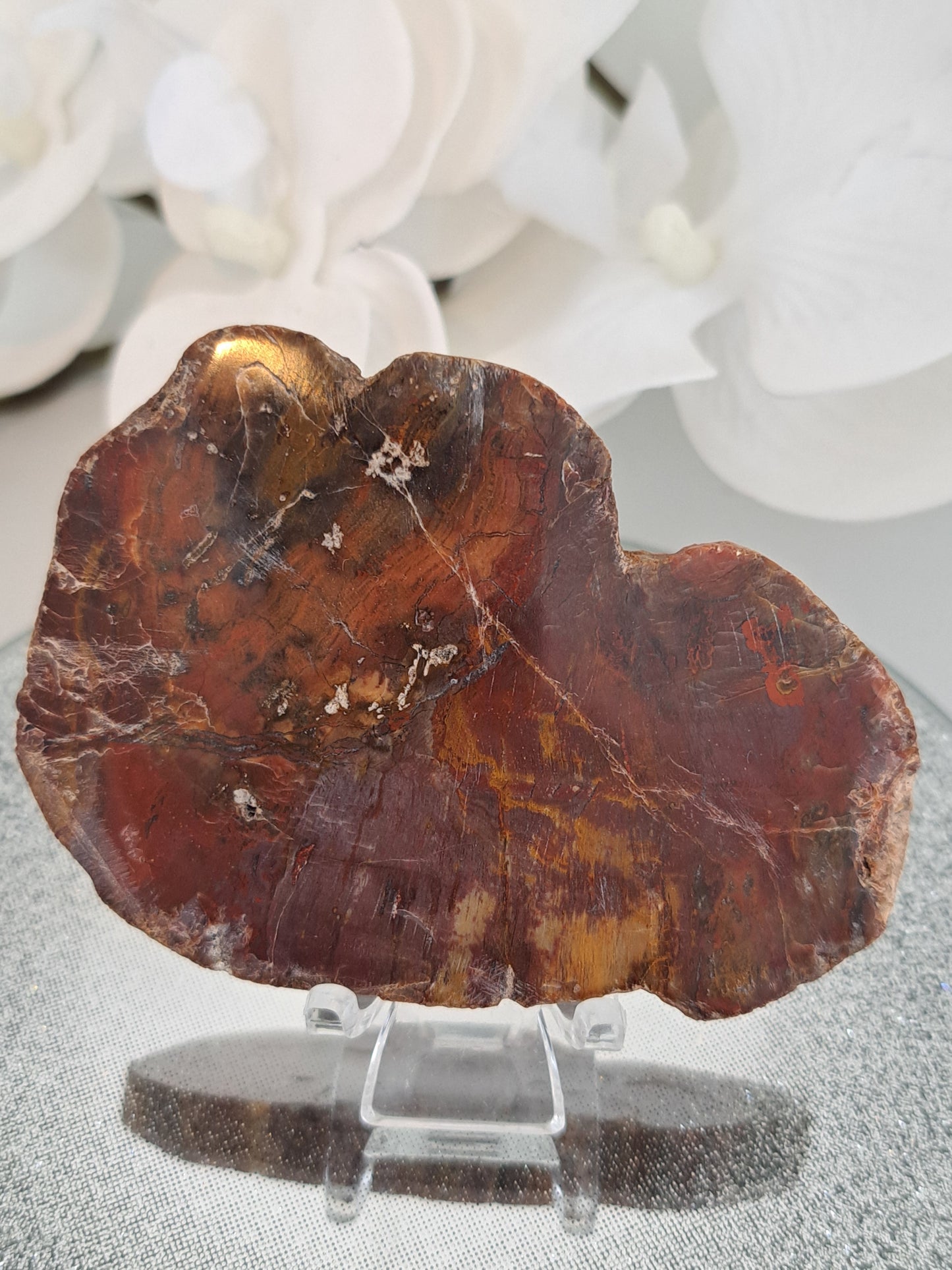 tree fossil