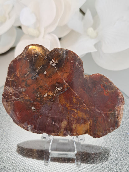 tree fossil
