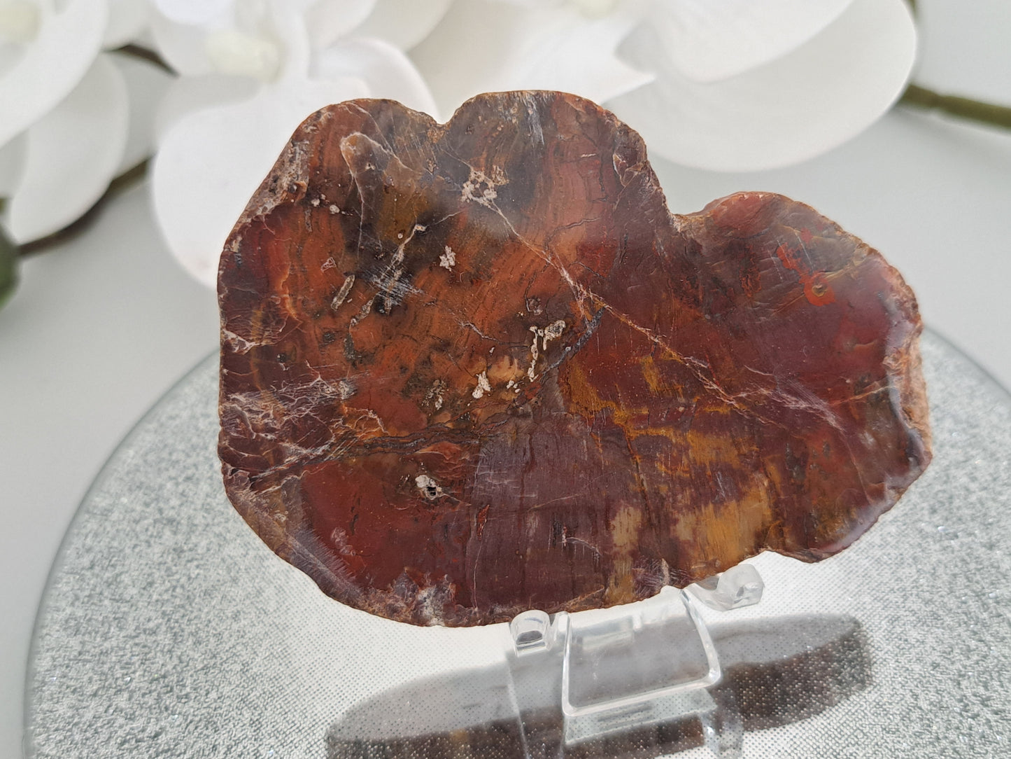 tree fossil