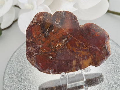 tree fossil