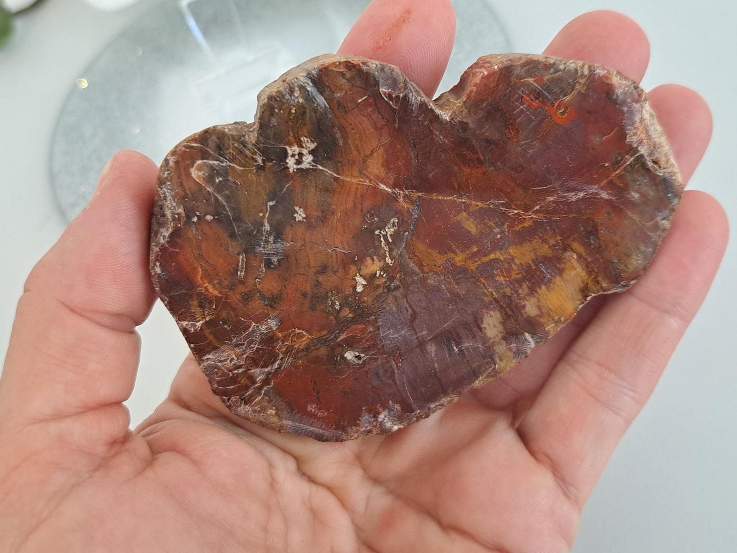 tree fossil