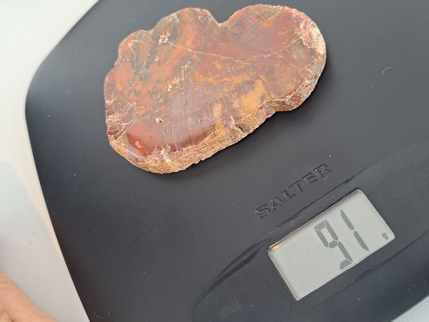 tree fossil