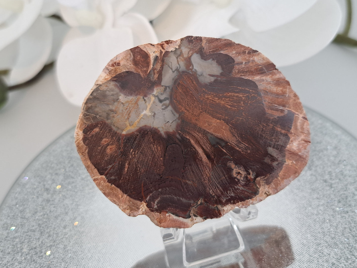 tree fossil