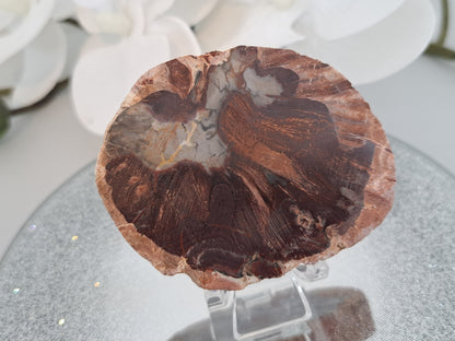 tree fossil