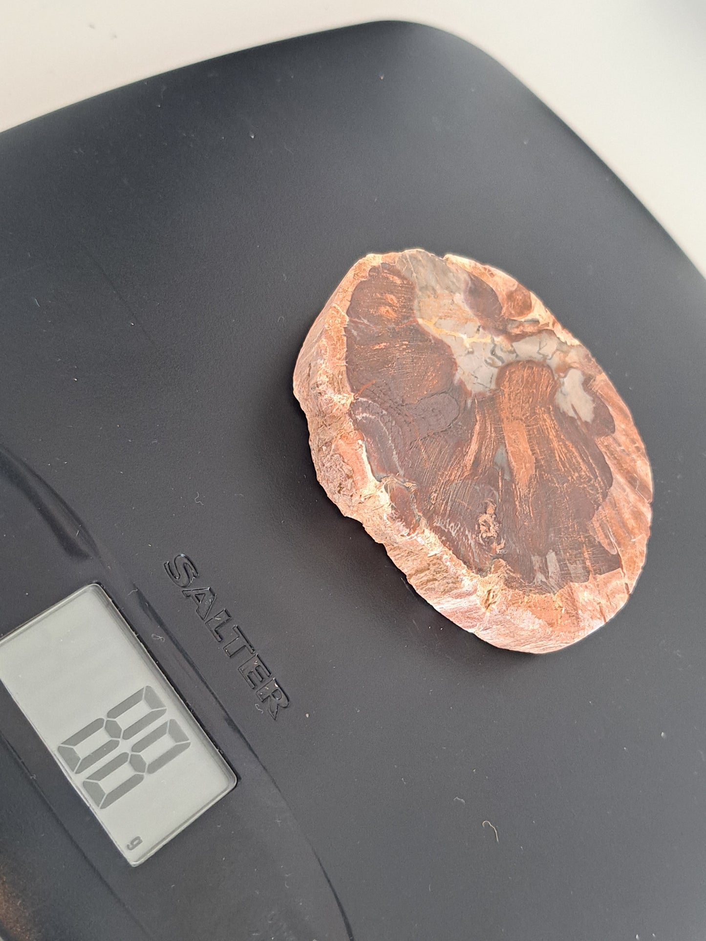 tree fossil