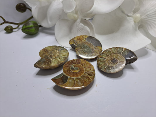 Cut Ammonite fossils
