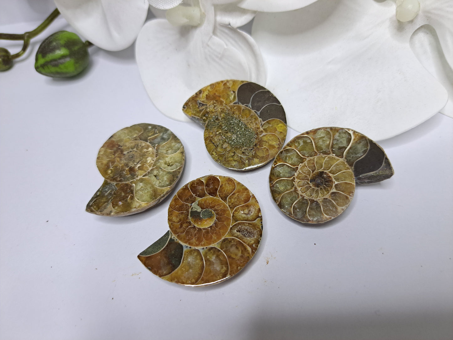 Cut Ammonite fossils