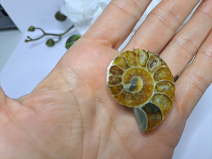 Cut Ammonite fossils
