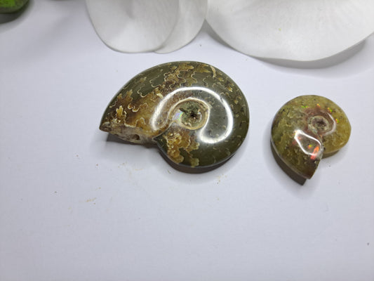Small whole conch Ammonite
