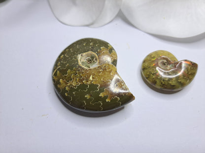Small whole conch Ammonite