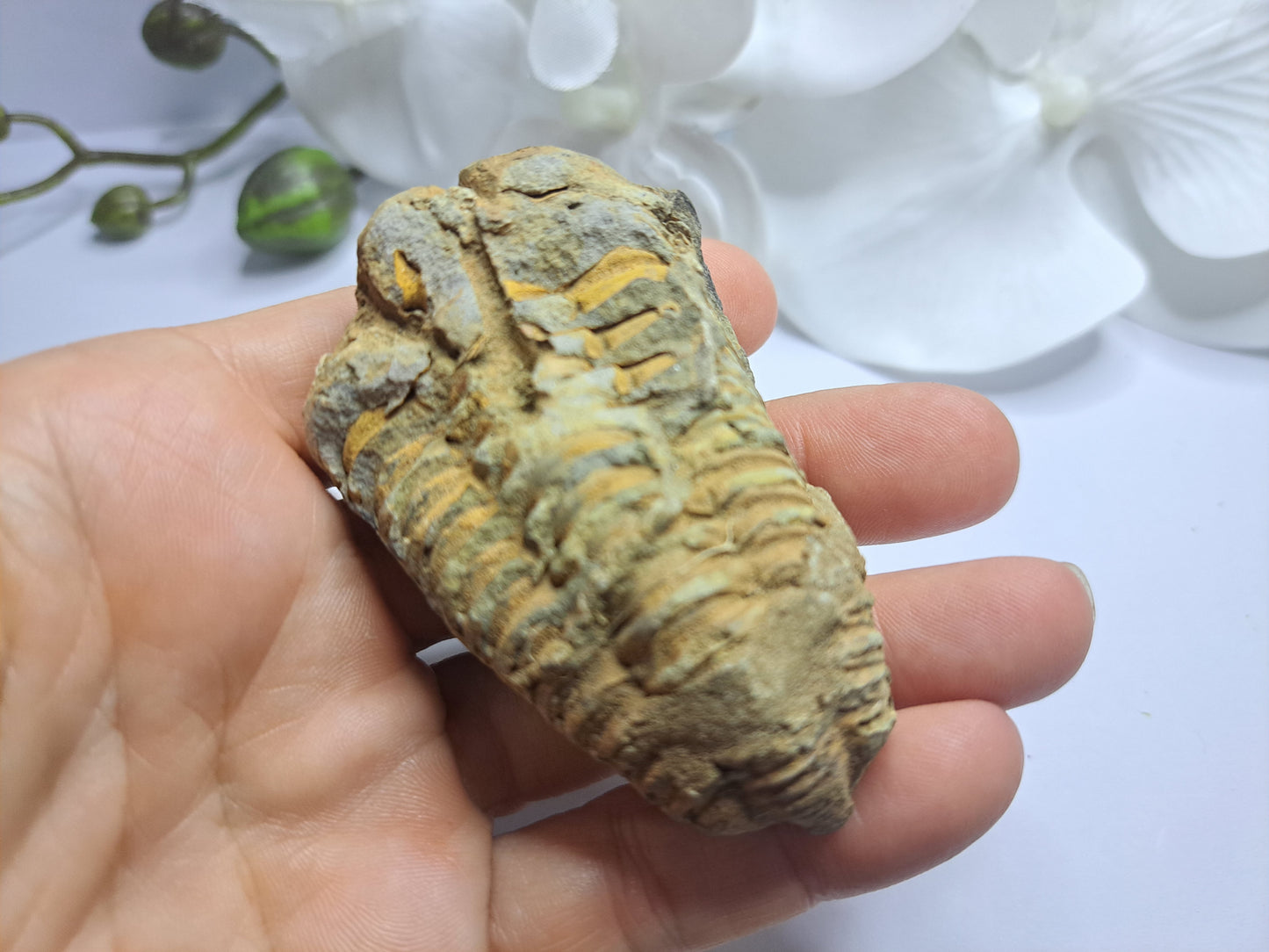 Trilobites