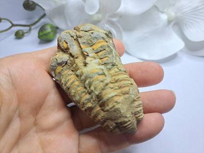 Trilobites