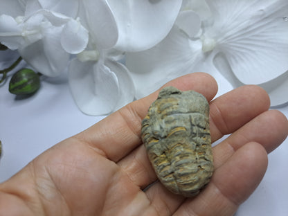 Trilobites