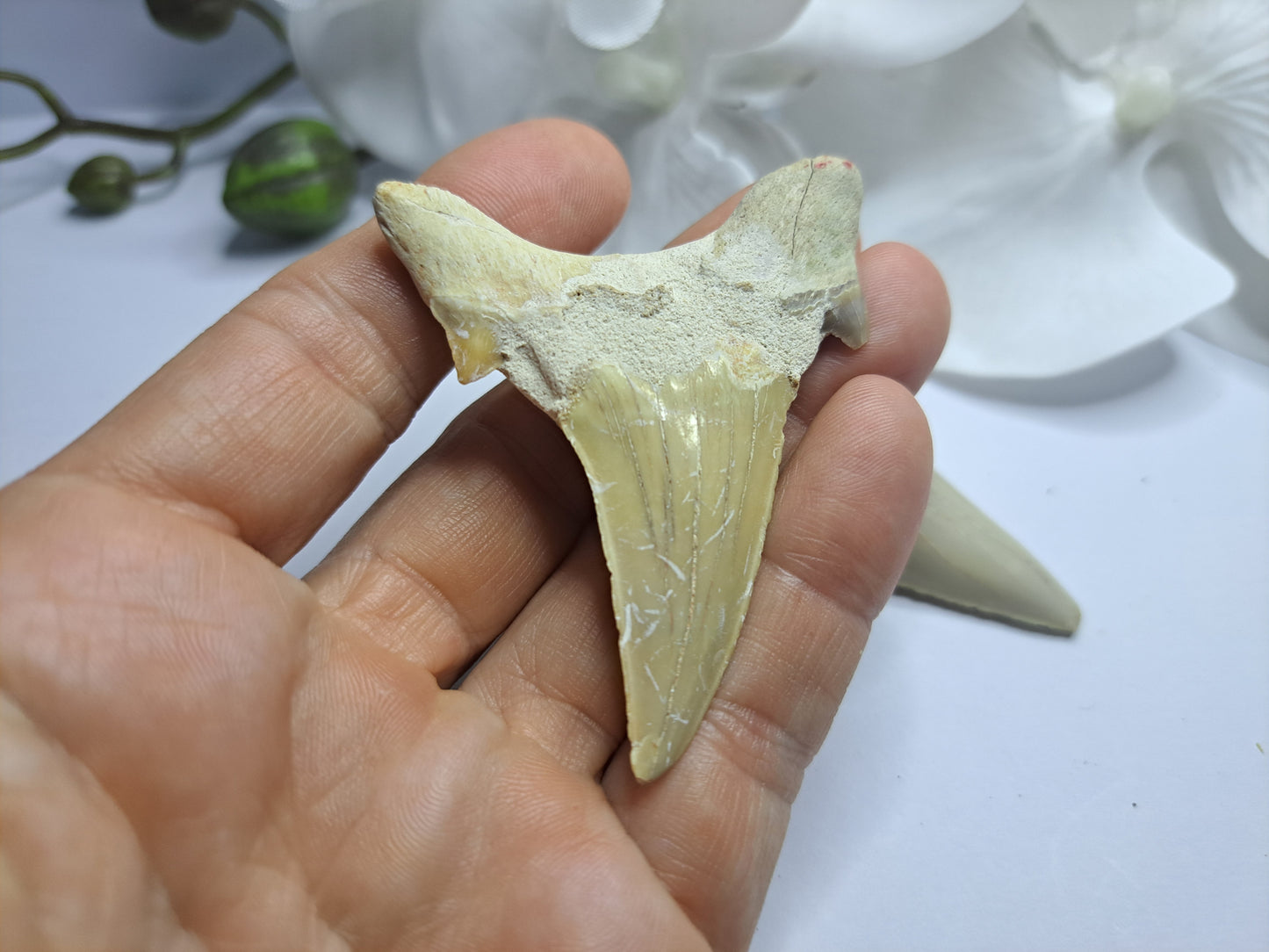 Shark tooth