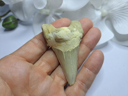 Shark tooth